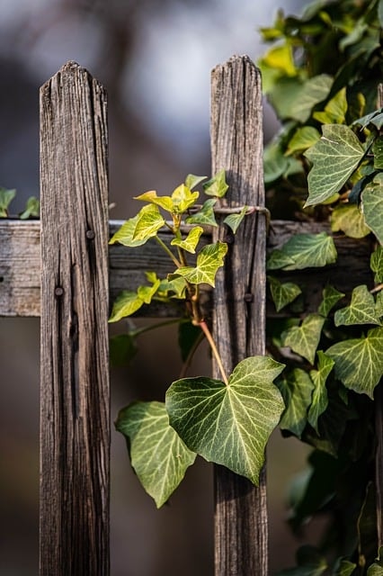 vines, green leaves, vines on wooden doors